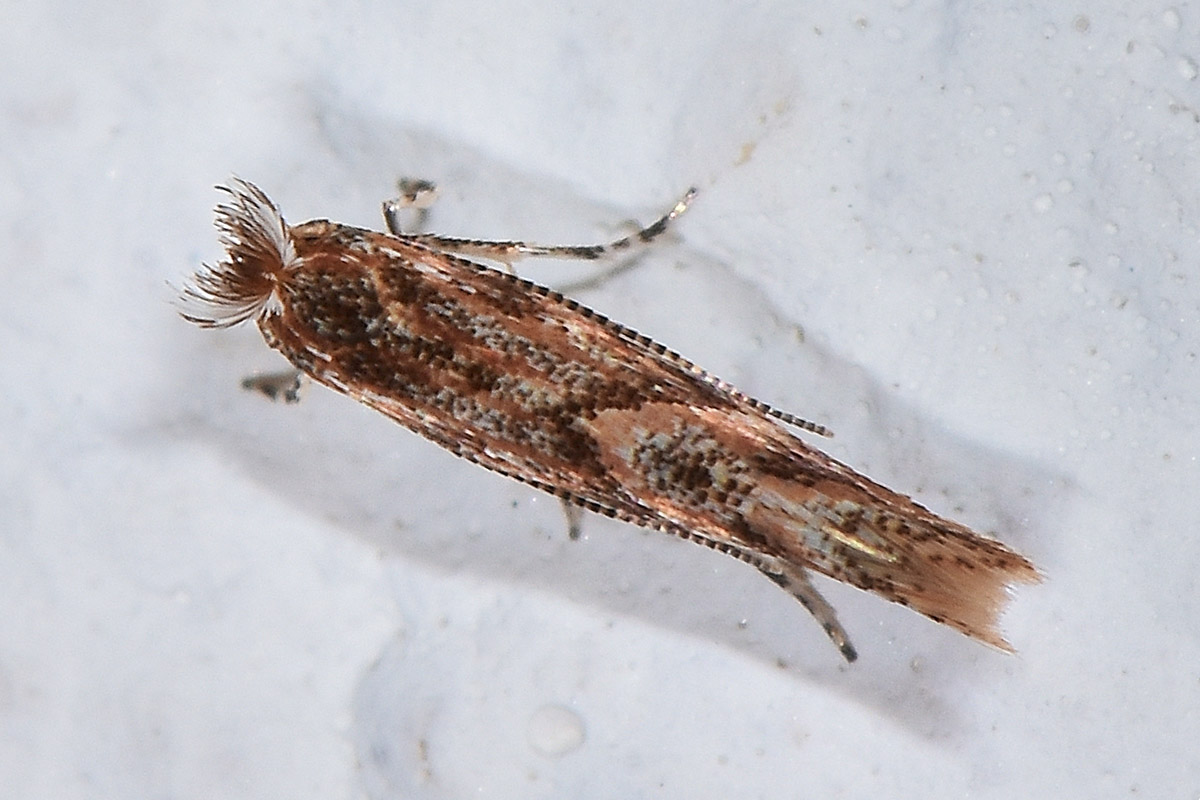 Gracillariidae: Phyllonorycter acaciella? S